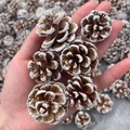 Natural brown pine cone with white snow effect tips for Christmas decor crafts - Brushed White Pine Cones 4-5cm (10pcs)