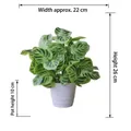 Detail view of artificial Calathea plant in white pot with specific height and width dimensions - Medium Pot + Zebra Leaf