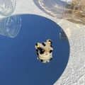 Détail de mini pince à cheveux en acétate avec motif chat sur miroir bleu - Tête d'Ours Léopard