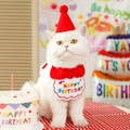 Red pet birthday set featuring a plush cone hat and a Happy Birthday knit bib on a white cat - Red Birthday Set
