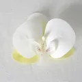 Testa di orchidea phalaenopsis bianca artificiale con petali gialli e macchioline - Pellicola 3D Bianco Verde (Piccolo)