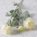 3-Head Ranunculus Milky White