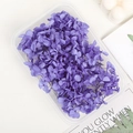 Preserved purple hydrangea petals in a transparent box for DIY floral craft projects - 5g / Violet