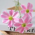 3-Head Cosmos Pink