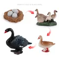 Miniature black swan growth cycle model kit showing four life stages on white background - Growth Cycle of Black Swan Set