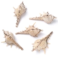 Goldrand Stachelige Spitze Schnecke 50-70mm (5 Stck)
