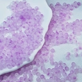 Frosted purple gradient 6mm 8mm glass beads for DIY necklaces and handmade jewelry - Light Purple Two-tone Beads (6mm)