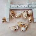 Vergoldeter Naturmuschel-Anhänger für DIY-Schmuck, 20-25mm cremefarbener Anhänger - Erdgelb geränderte Sojabohnenschnecke