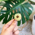 Primo piano di un mini fermaglio per capelli in acrilico a forma di girasole giallo e marrone - Margherita