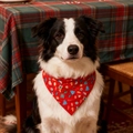 Border Collie wearing a red Christmas themed dog bandana with festive holiday prints - 65/45/45 / Red