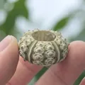 Natural light green and white sea urchin shell specimen for air plants DIY decor - Green Para Style Sea Urchin Shell 2-3cm