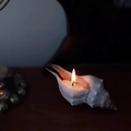 Close-up of a natural shell candle holder with a burning candle on dark wood - Red Spindle Shell Candle [10-13cm] / Freesia [Bagged]
