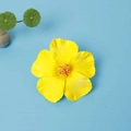 Vibrant yellow hibiscus hair clip with orange center on blue background for beach vacations - Yellow