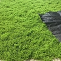 Artificial moss turf mat with realistic green fiber texture and durable black backing - 1m x 1m / Light Green