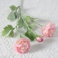 3-Head Ranunculus Pink Purple