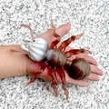 Realistic large ant model toy in reddish brown with translucent legs for kids - Brown Simulation Ant