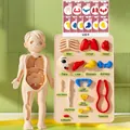 Human body anatomy model for kids with 14 detachable organs and learning cards - New Human Model 15-Piece Set + Anatomy Cards