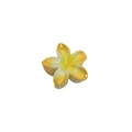 Tropical white and yellow plumeria flower hair claw clip with a glossy finish - 8cm Yellow