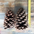 7-9CM