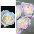 Rose artificiali con sfumatura blu angelo e viola lavanda per decorazioni e artigianato - Blu Angelo Opaco 450ml