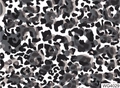 Aurora starry abstract black and white leopard nail water transfer sticker WG4029 - WG4029