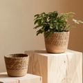 Natural seagrass woven plant pots in khaki finish for minimalist home decoration - Set of 3 (S/M/L)