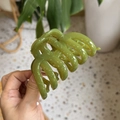Close-up of a large green glossy hair claw clip with a unique twisted design for thick hair - Seedling Green