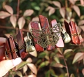 Bronze viking butterfly crown featuring red crystal stones and raven skull details - Butterfly Raven Skull Style / Flower Red Agate/Antique Bronze Wire