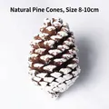 Natural 8-10cm pinecone ornament with white snow finish for Christmas decor - Brushed White US Pine Cone 8-10cm