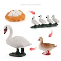 Educational swan life cycle model set showing egg nest, hatchlings, and adult swan - Growth Cycle of White Swan Set