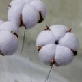Lichtpaarse gedroogde katoenbollen met ijzerdraad stelen voor creatieve bloemstukken - Met draad / Lichtpaars