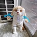 Funny pet costume set featuring a blonde pigtail wig with blue bows and a plaid shirt - Blonde Braids