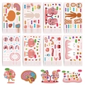 Set di adesivi anatomia umana con illustrazioni mediche colorate per i bambini - Dissezione Umana (8 Pezzi/Confezione)