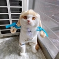 Funny golden blonde pigtail pet wig and preppy school uniform on white cat - Blonde Braids