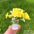 Miniature yellow glowing star flowers in a tiny glass vase with Good Luck label - [Luminous] Yellow Begonia Flower