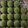 Set di 16 palline di Natale in velluto verde oliva con cappucci vintage per albero - Confezione da 16 / Verde