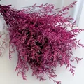 Preserved purple statice flower bouquet for DIY floral arrangement and home decor - Rose Pink (500g)