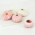 Mini-Vintage-Seeigel-Nachtlicht-Dekor in Pastellrosa, Grün und Weiß für Schreibtische - Einzelne Seeigelschale Rosa Weiß