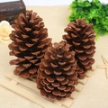 Three large natural pine cones in dark brown displayed as a decorative set for DIY - 15-18CM US Pinecone