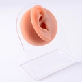 Flesh-toned silicone ear model with clear acrylic stand for piercing jewelry display - Brown-Right Ear