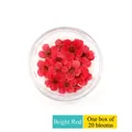 Deep red dried flower nail charms in a clear round box 20pcs for DIY manicure art - 20 Pcs Pack / Red