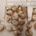 Natürlicher Muschel-Anhänger mit vergoldetem Rand für DIY-Schmuck 15-20mm Größe - Altweißgold geränderte pralle Schnecke