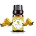 Natural bergamot essential oil 10ml in amber glass bottle with citrus fruit decor - 10ml / Fruit