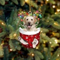 11-Labrador