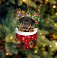 Rottweiler-Welpe in roter Weihnachtstasche als festlicher Christbaumschmuck - Rottweiler