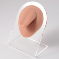 Flesh-toned silicone tongue model on acrylic stand for piercing practice and display - Brown-Tongue