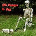 Realistic 165cm adult human skeleton and dog model set for Halloween outdoor decor - New 165cm Skeleton with Dog