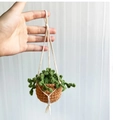 Handmade crochet hanging plant with brown pot and green leaves for car rearview mirror - Brown + Green