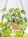Hanging green pothos acrylic window decor with orange pot and rustic twine rope - Monstera 01
