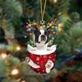 2-Terrier de Boston